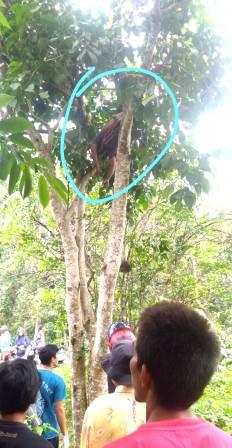 Korban masih berada di atas pohon. 