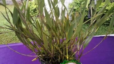 Anggrek Asal Tabalong Masuk Peringkat 5 Besar di Even Meratus Orchid Show Kalsel 2021
