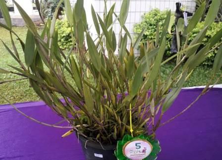 Anggrek jenis Flicing Eria milik Suparman warga Desa Solan, Kecamatan Jaro, Tabalong. (foto : istimewa)