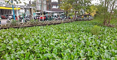 Air Sungai di depan Wisata Religi Makam Habib Basirih Banjarmasin Barat ini nyaris tidak terlihat, karena tertutup tanaman eceng gondok. 