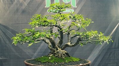 Galeri Foto; Pemeran Bonsai Berusia Belasan Tahun di Stadion Pembataan Tabalong