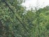 Kabel listrik di Desa Handil Bujur Kecamatan Aluh-Aluh, Kabupaten Banjar ini sudah menimbulkan keresahan.