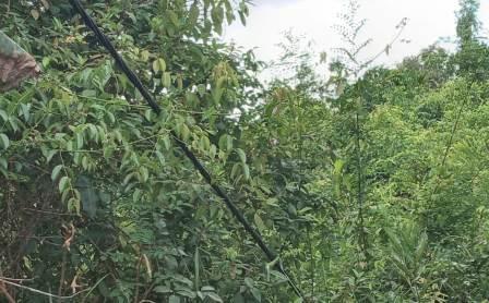 Kabel listrik di Desa Handil Bujur Kecamatan Aluh-Aluh, Kabupaten Banjar ini sudah menimbulkan keresahan.