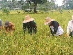 Kodim 1002 Akan Bantu Bibit Padi kepada Petani di Desa Bakapas, Kabupaten HST   