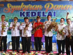 Said Idrus Sukuran dan Panen Kedelai di Sungkai Baru