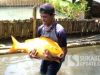 Cecep alias Japrot menunjukan ikan mas jumbo yang ditangkap dengan cara dipancing di Situ Kubang, Kecamatan Gunungguruh, Kabupaten Sukabumi. Ikan ini kini dipelihara oleh Japrot. (Sukabumiupdate.com/Riza)