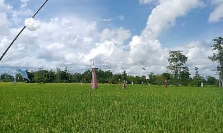 Alat sederhana yang digunakan petani untuk mengusir burung pipit.