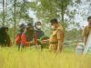 Bupati terus melakukan syukuran panen padi di kelompok tani harapan Masa Desa Tabihi.