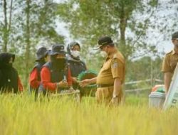 Hasil Pertanian di Kabupaten HSS Surplus 242 Ton, Siap Suplay Beras ke IKN Panajam