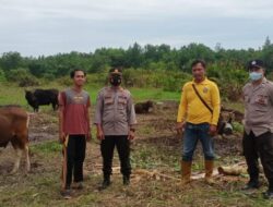 Menjelang Idul Adha 1443 Hijriah, Jajaran Polres Kotabaru Pastikan Hewan Kurban Tidak Terkena PMK