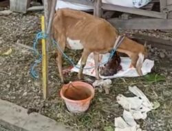 Mantuil Heboh, Seekor Kambing Melahirkan Ketika Ingin Disembelih