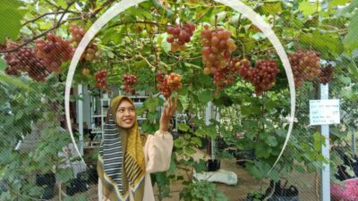Kebun Agro Wisata Anggur di HST Jadi Sasaran Warga Untuk Berswafoto 
