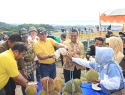 Nikmati Buah Sambil Berwisata, Pemkab Kotabaru Sediakan 5000 Durian Untuk Masyarakat
