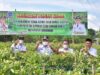 Bupati lakukan kunjungan dan ikut panen cabe di Wawaran desa Taniran Kubah Kecamatan Angkinang. (Foto: Kominfo Hulu Sungai Selatan)