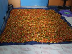 Harga Cabai di Barabai Tiap Hari Makin Turun