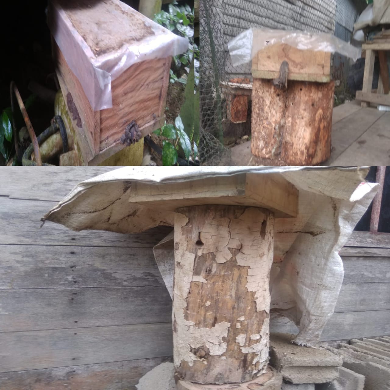 Tiga sarang madu kelulut yang dicuri pelaku saat ini disita polisi sebagai barang bukti. (Foto: Humas Polres Tabalong)