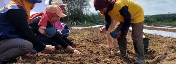 Poktan Lebah Madu Mataraman Tanam Semangka Varietas Unggul