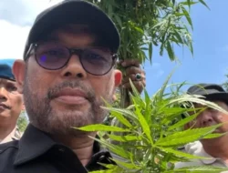 Heboh Anggota DPR Foto Dengan Tanaman Ganja, Ingin Dilegalkan Untuk Kepentingan Medis?