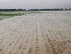Banjir Membuat Petani Kabupaten Banjar Merana, Pemerintah ‘Guringan’