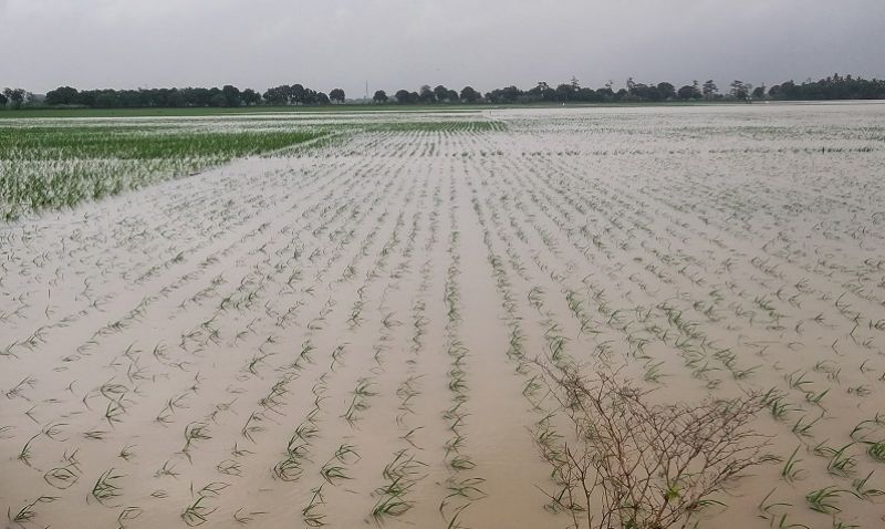 ILUSTRASI - Lahan pertanian terendam banjir. (Foto: Koranbanjar.net)