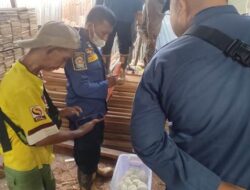 Warga Temukan Ular Sanca Mengerami Puluhan Telur di Antasan Senor