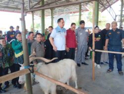 Melalui Kontes Kambing, Pemko Ingin Populasi Ternak di Banjarbaru Meningkat