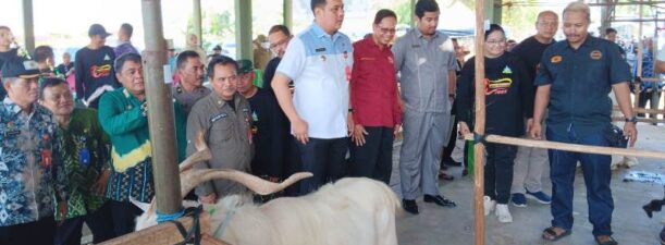 Melalui Kontes Kambing, Pemko Ingin Populasi Ternak di Banjarbaru Meningkat