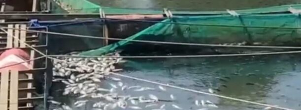 Disinyalir Kurang Oksigen, Ribuan Ikan Jala Apung di Karang Intan Teronggok Mati