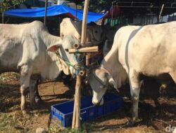 Keutamaan Berkurban Ketimbang Bersedekah di Hari Raya Idul Adha
