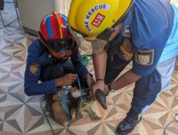 Warga Indrasari Dikejutkan Biawak Besar Masuk Rumah