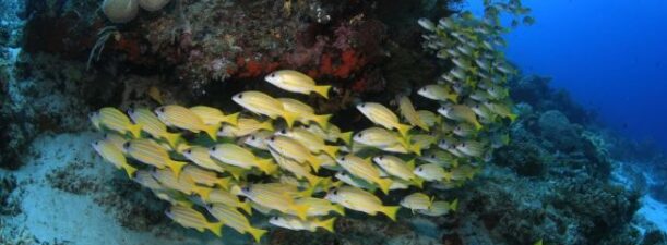 Demi Kedaulatan dan Keamanan Wilayah Bawah Laut Indonesia, Pemerintah Diminta Segera Tetapkan Landas Kontinen