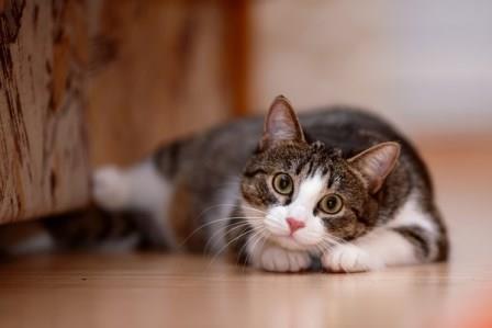 Hewan piaraan, kucing. (foto: detik.com)