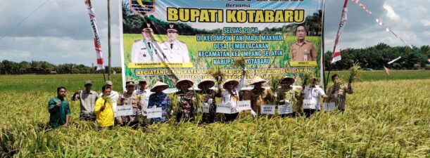 Panen Padi Sawah di Desa Pembelacanan Kelumpang Selatan