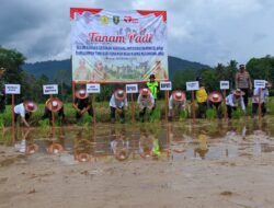 Antisipasi Dampak El Nino, Bupati Tabalong Panen dan Tanam Padi