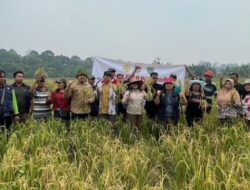 Masifkan Genta Organik, Kementan Kawal Sekolah Lapang di Kalimantan Tengah