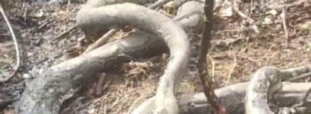 Dua Ular Phyton Terpanggang Karhutla di Desa Sungai Sipai