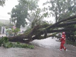 Hujan Deras Tumbangkan Pohon di Jalan A Yani Martapura Km40
