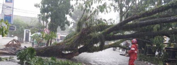 Hujan Deras Tumbangkan Pohon di Jalan A Yani Martapura Km40
