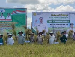 Panen Padi di Manokwari, Wamentan Dorong Jadi Lumbung Pangan Papua Barat