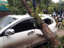 Pohon Tumbang Timpa Satu Mobil di Seberang Masjid Al Karomah Martapura