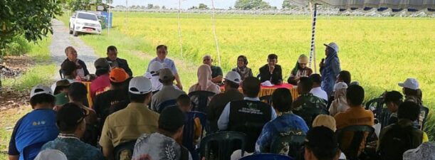 BPPSDMP Kementan Tingkatkan Produktivitas Pertanian dengan Optimalisasi Lahan Rawa di Barito Kuala