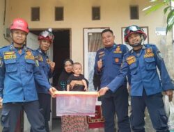 King Cobra Sepanjang 4 Meter Diamankan Damkar Sektor Gambut