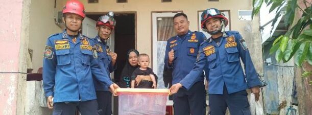 King Cobra Sepanjang 4 Meter Diamankan Damkar Sektor Gambut