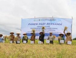 Kelompok Tani di Tanah Laut Gelar Panen Raya Padi, Berkat Optimalisasi Lahan Rawa