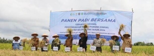 Kelompok Tani di Tanah Laut Gelar Panen Raya Padi, Berkat Optimalisasi Lahan Rawa
