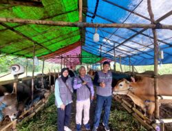 Disbunak Barito Kuala Periksa Hewan Ternak Kurban Hingga Daging Layak Konsumsi