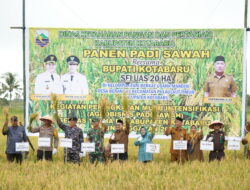 Panen Padi Sawah di Desa Berangas Bersama Bupati Kotabaru