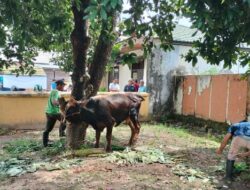 Pengadilan Negeri Martapura Potong Tiga Ekor Sapi Kurban Hari Iduladha