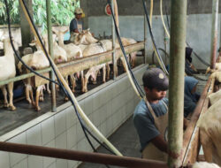 Kambing Perah, Jurus Baru Dukung Persusuan Nasional