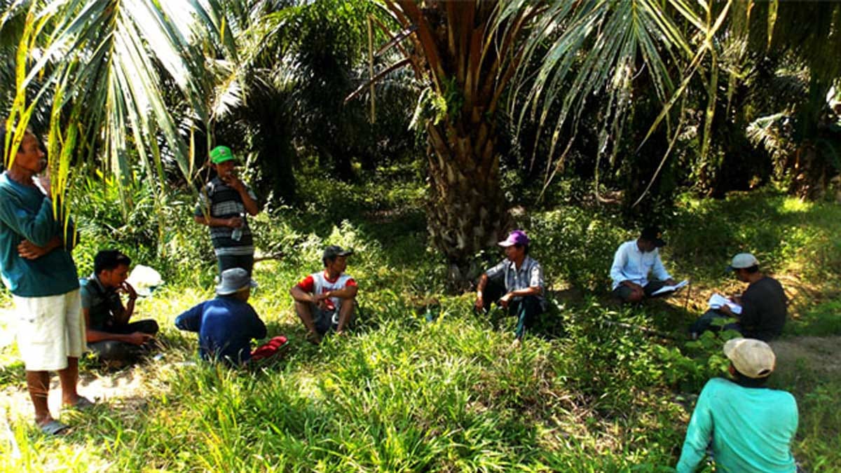 Ilustrasi petani sawit swadaya. (Foto: BBPP Binuang/Koranbanjar.net)